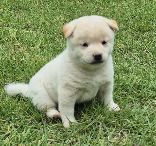 Shiba Inu puppy Casper