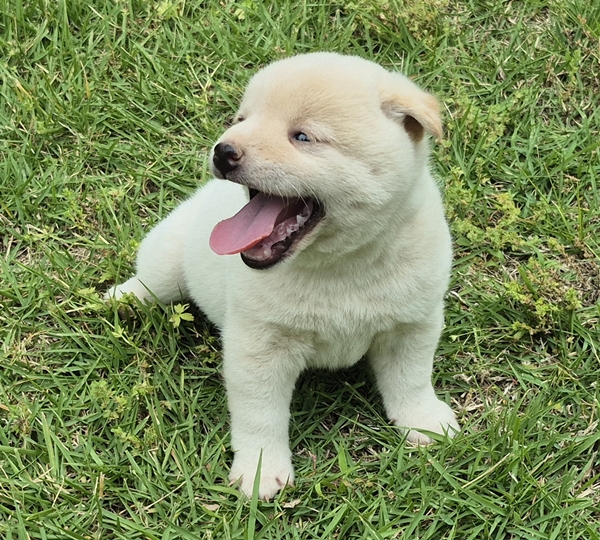 Shiba Inu puppy Casper