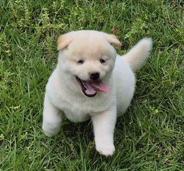 Shiba Inu puppy Casper