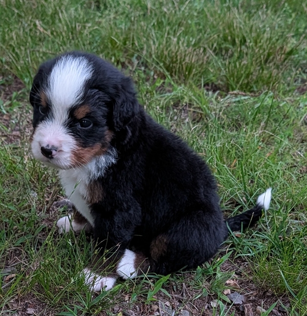 Bernese Mountain Dog puppy Chandler