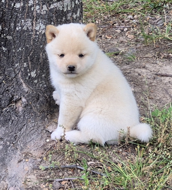 Charlie, Shiba Inu male puppy