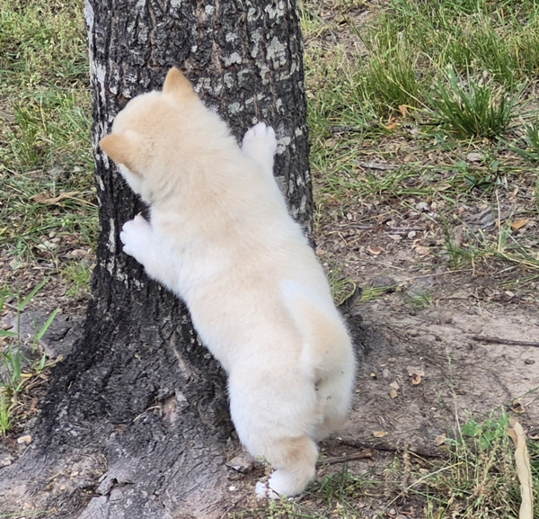 Shiba Inu puppy Charlie