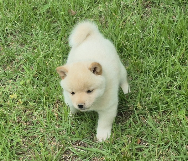 Shiba Inu puppy Charlie