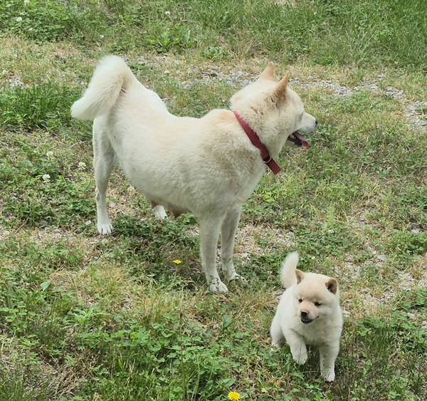 Shiba Inu puppy Charlie