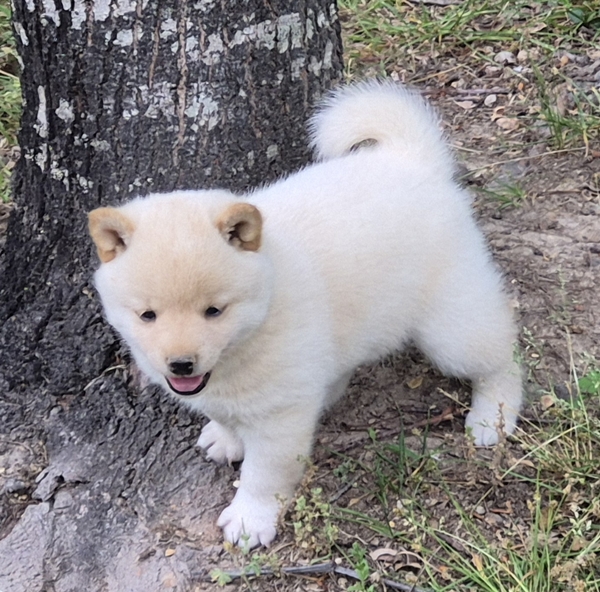 Shiba Inu puppy Charlie