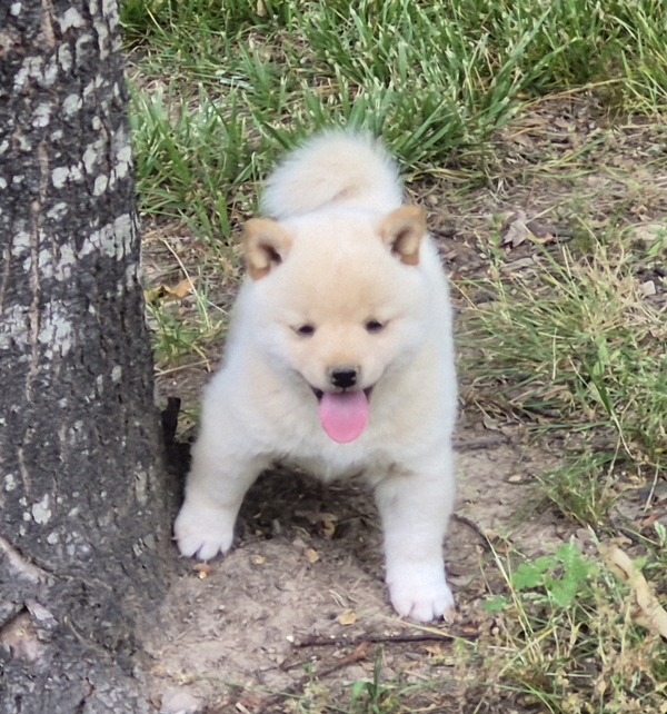 Shiba Inu puppy Charlie