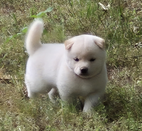 Chase, Shiba Inu male puppy