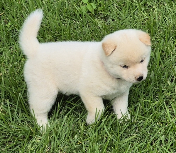 Shiba Inu puppy Chase