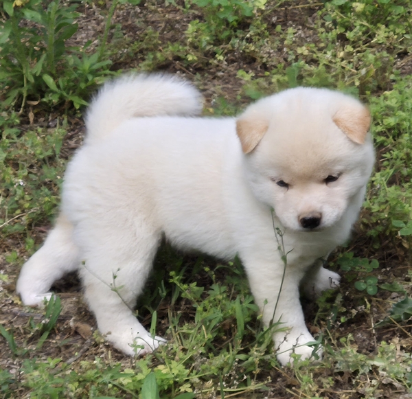 Shiba Inu puppy Chase