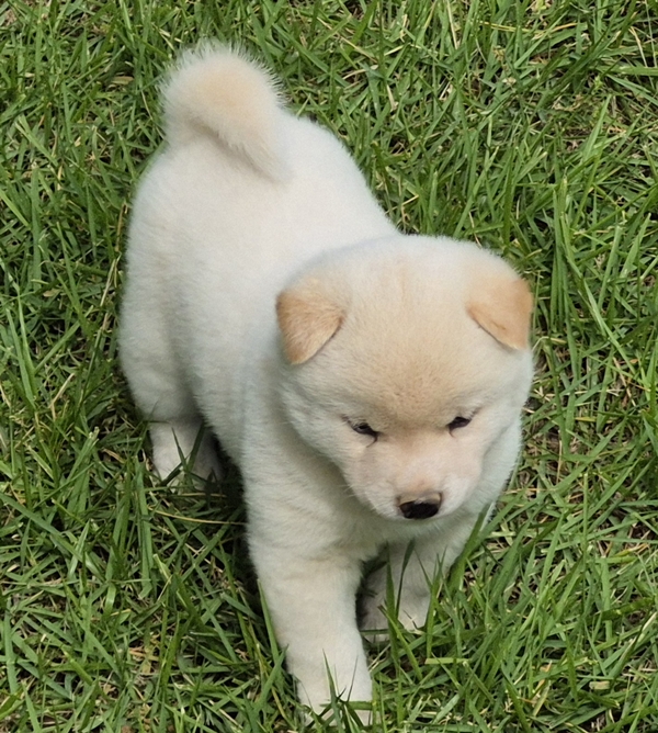 Shiba Inu puppy Chase