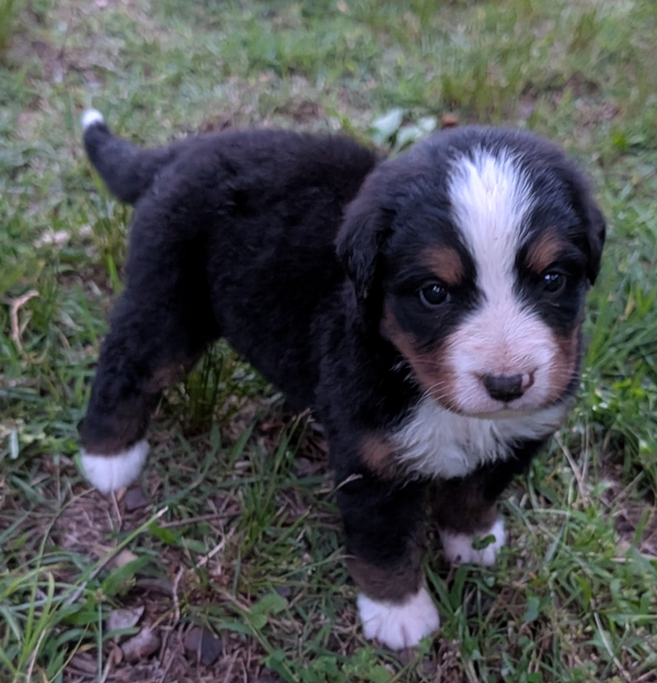 Bernese Mountain Dog puppy Chloe