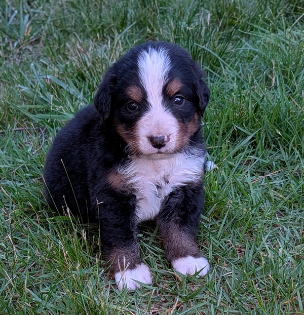 Bernese Mountain Dog puppy Chloe
