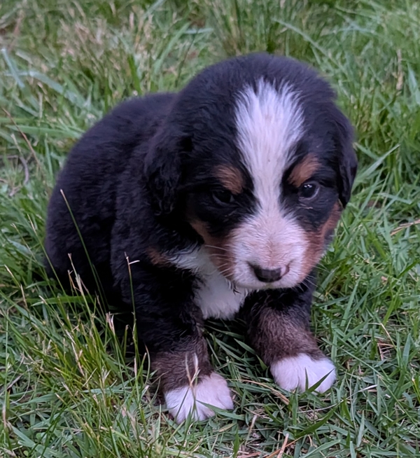 Bernese Mountain Dog puppy Chloe