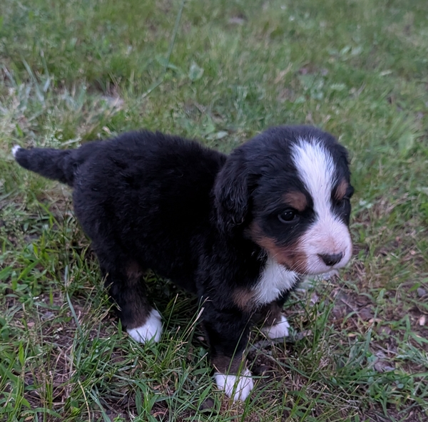 Bernese Mountain Dog puppy Chloe