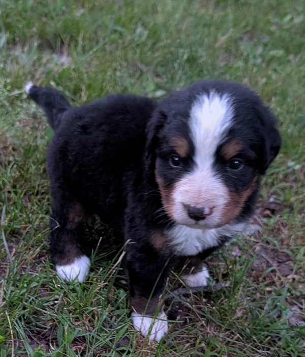Bernese Mountain Dog puppy Chloe