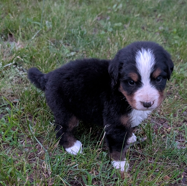 Bernese Mountain Dog puppy Chloe
