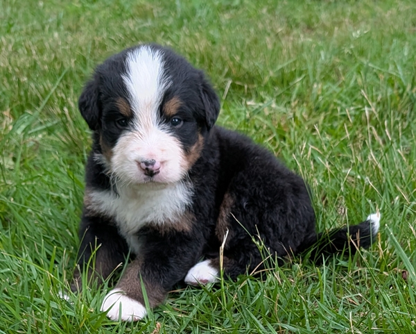 Bernese Mountain Dog puppy Clifford