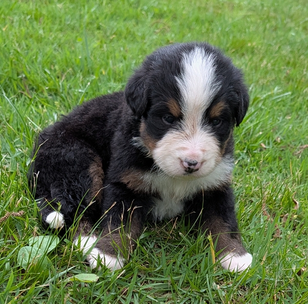 Bernese Mountain Dog puppy Clifford