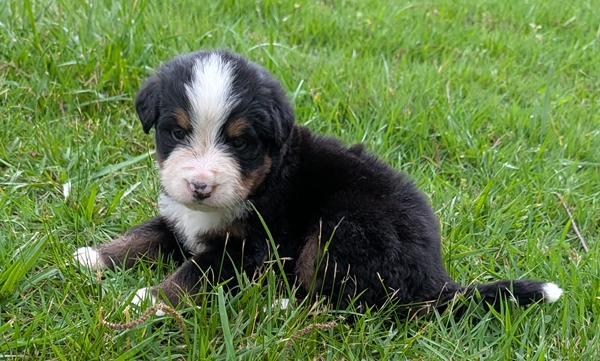 Bernese Mountain Dog puppy Clifford