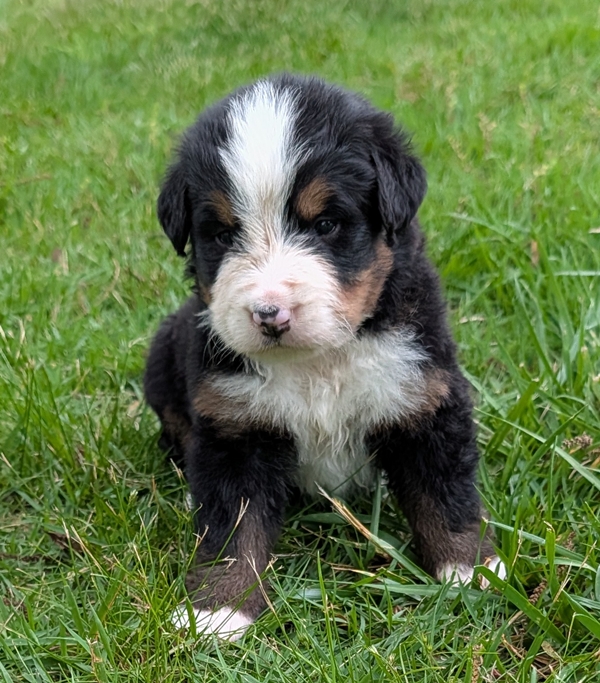 Bernese Mountain Dog puppy Clifford