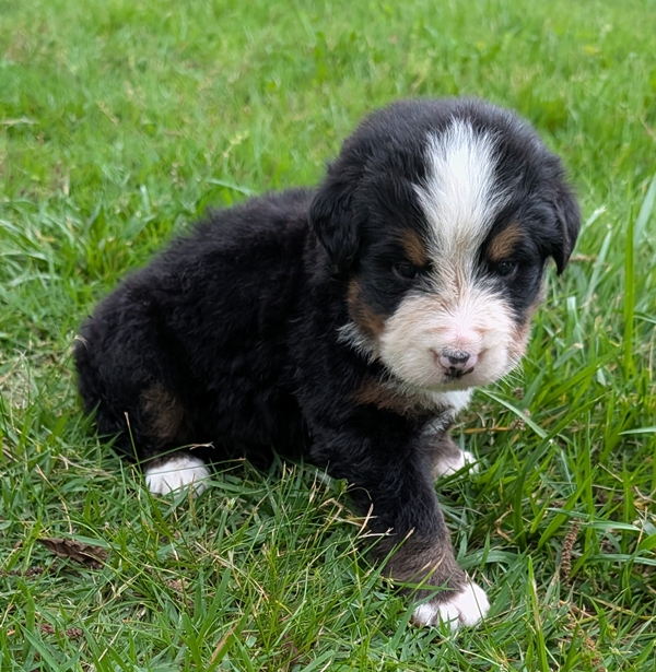 Bernese Mountain Dog puppy Clifford