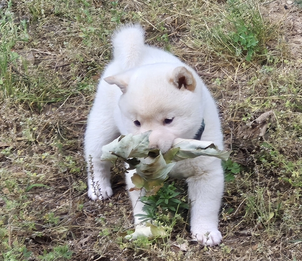 Shiba Inu puppy Clyde
