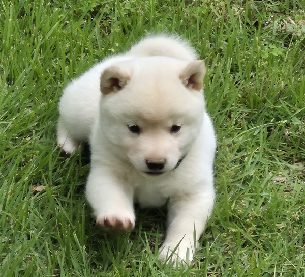 Shiba Inu puppy Clyde