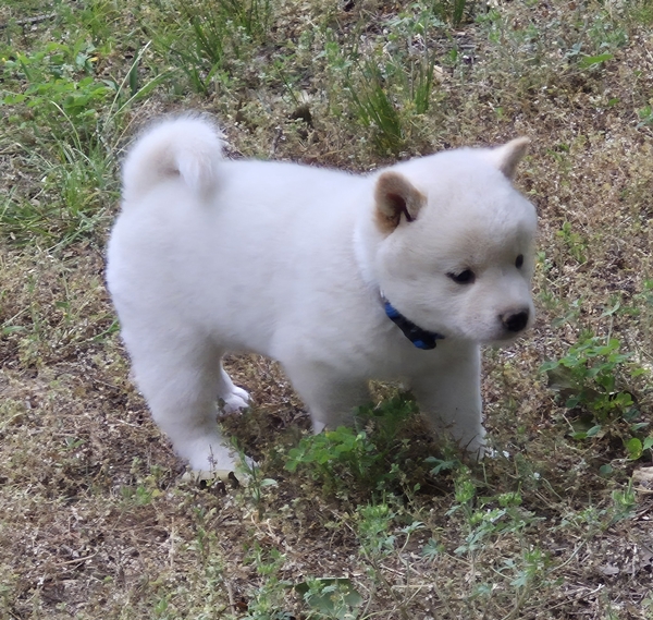 Cody, Shiba Inu male puppy