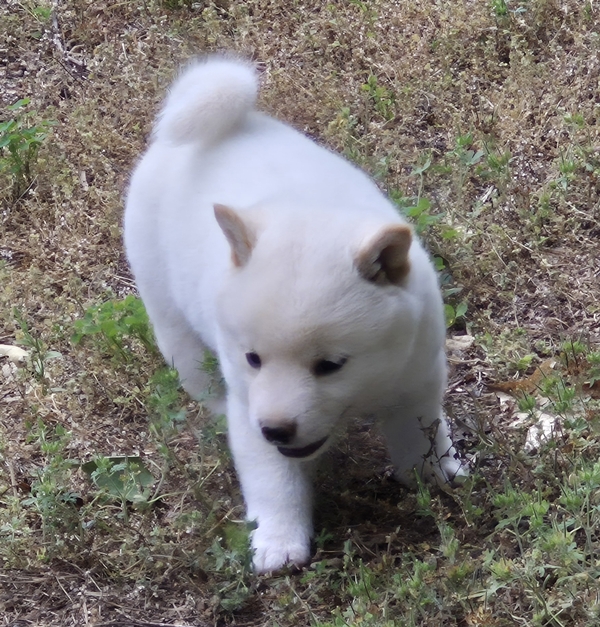 Shiba Inu puppy Cody