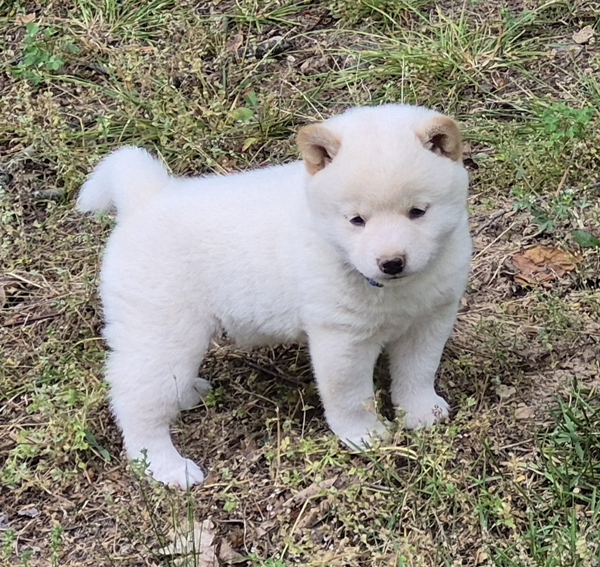 Shiba Inu puppy Cody