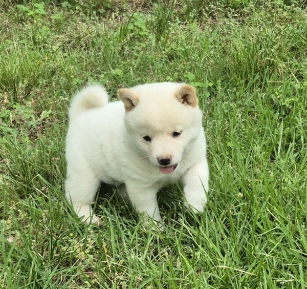 Shiba Inu puppy Cody
