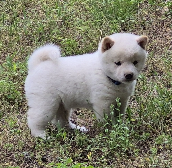 Shiba Inu puppy Cody