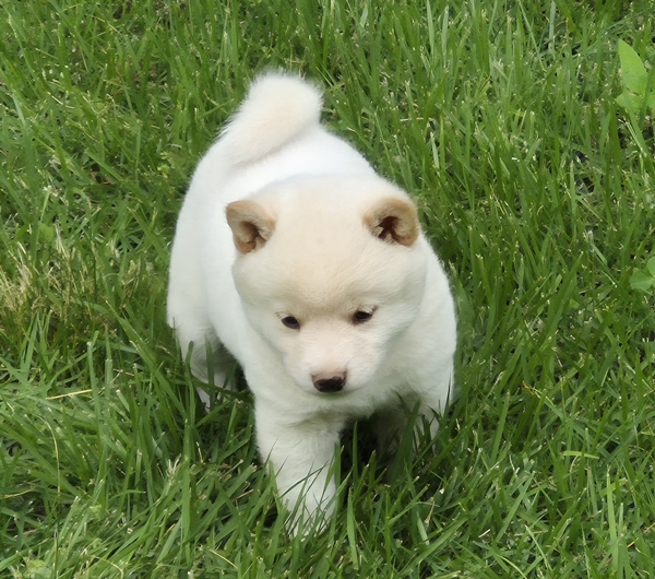 Shiba Inu puppy Cody