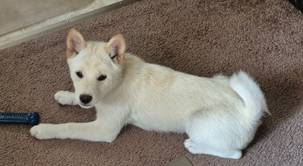 Cody, Shiba Inu male puppy