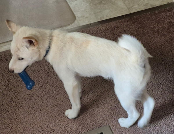 Shiba Inu puppy Cody