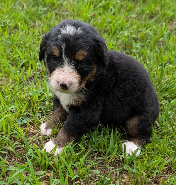 Bernese Mountain Dog puppy Connie