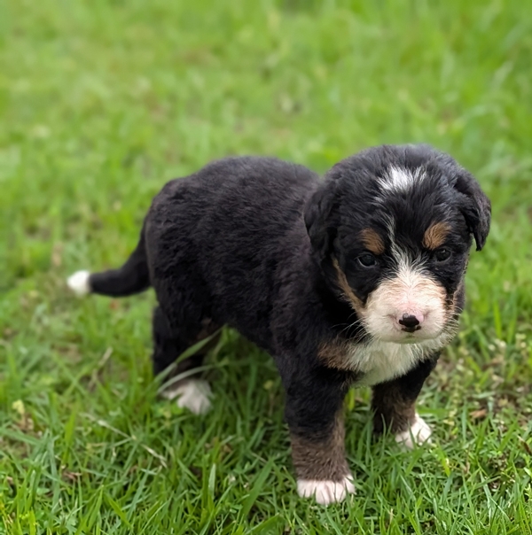 Bernese Mountain Dog puppy Connie