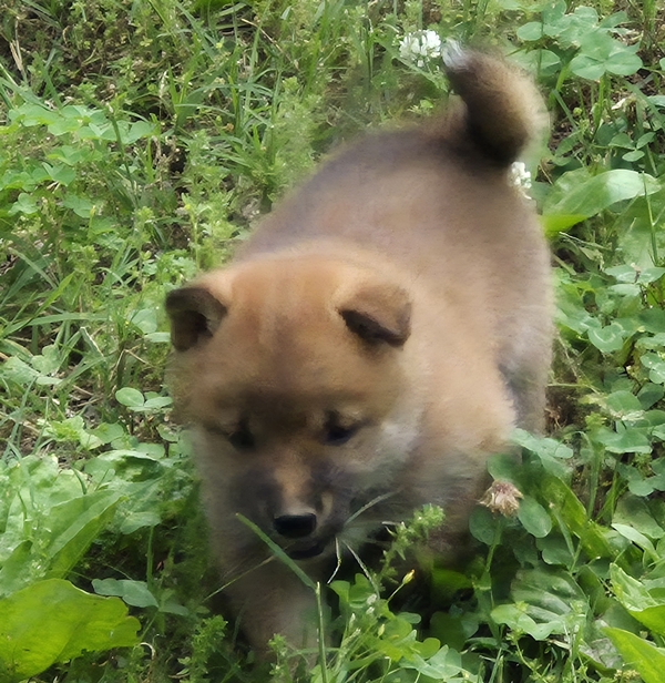 Copper, Shiba Inu male puppy