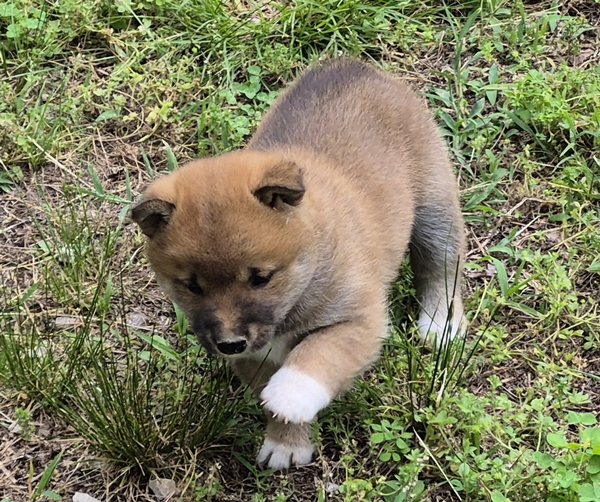 Shiba Inu puppy Copper