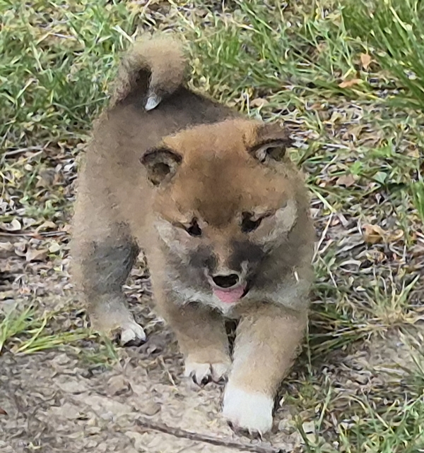 Shiba Inu puppy Copper