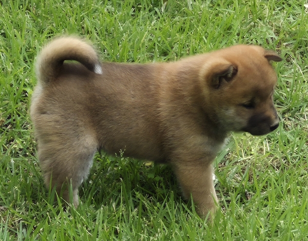 Shiba Inu puppy Copper