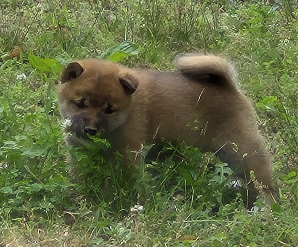 Shiba Inu puppy Copper