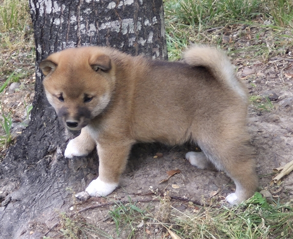 Shiba Inu puppy Copper