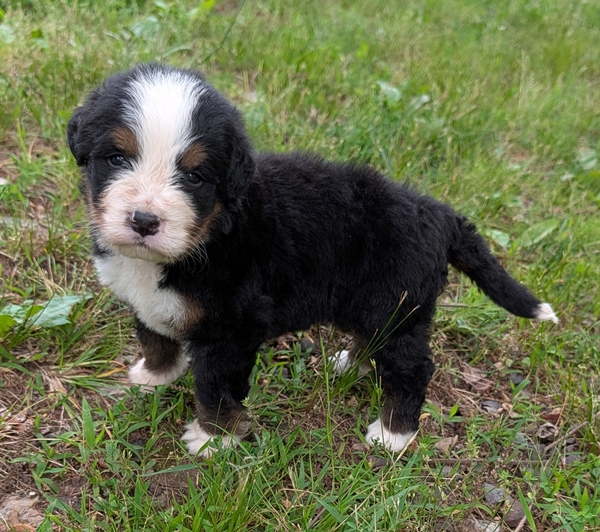 Bernese Mountain Dog puppy Corey