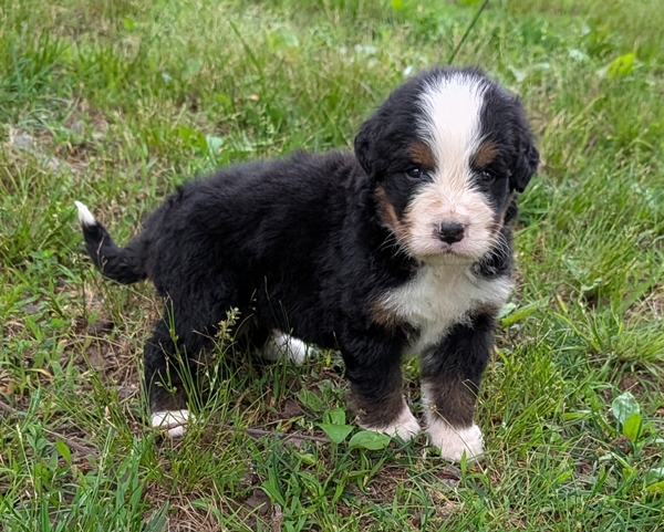 Bernese Mountain Dog puppy Corey