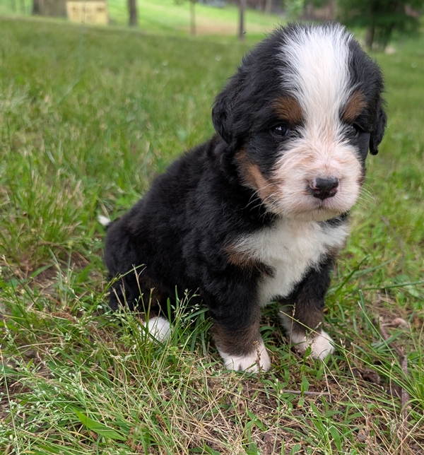 Bernese Mountain Dog puppy Corey