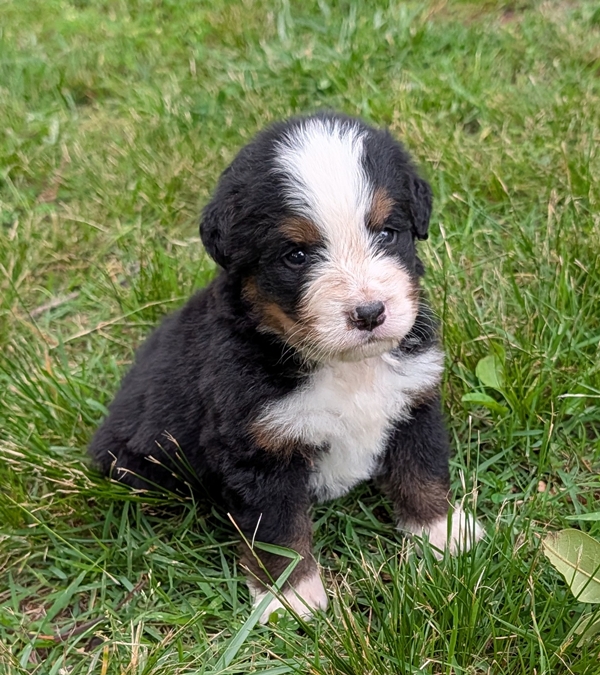 Bernese Mountain Dog puppy Corey