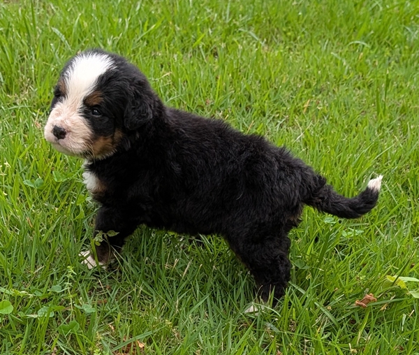 Bernese Mountain Dog puppy Corey