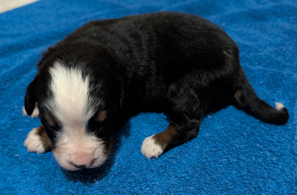 Bernese Mountain Dog puppy Diesel