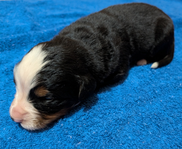 Bernese Mountain Dog puppy Diesel